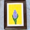 Hyacinth - Day 36