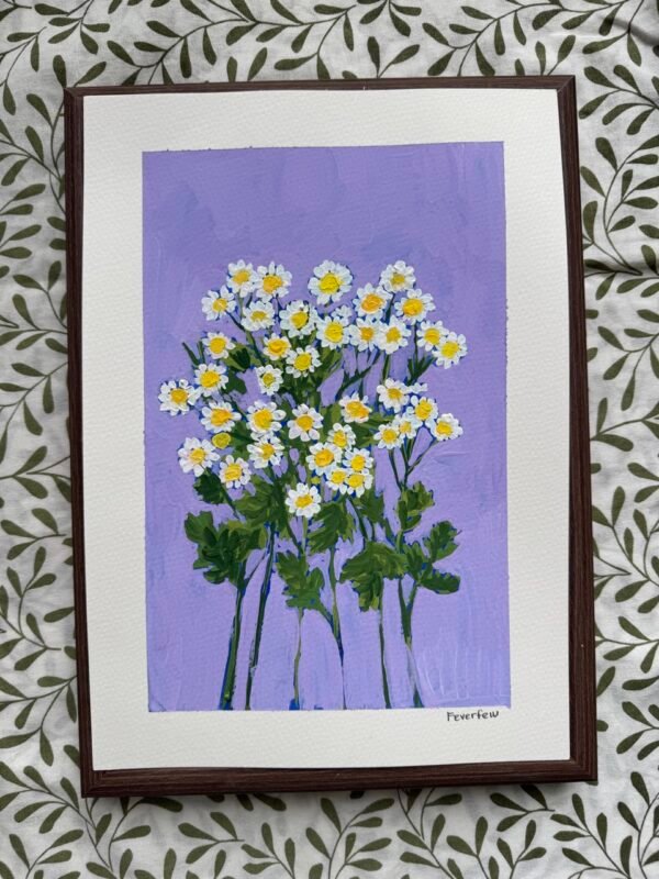 IMG_0461 Large Feverfew - Day 45