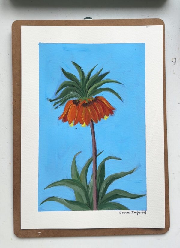 50 Crown Imperial Crown Imperial - Day 50