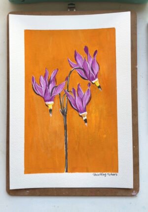 Shootingstars - Day 66