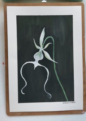 Ghost Orchid - Day 70