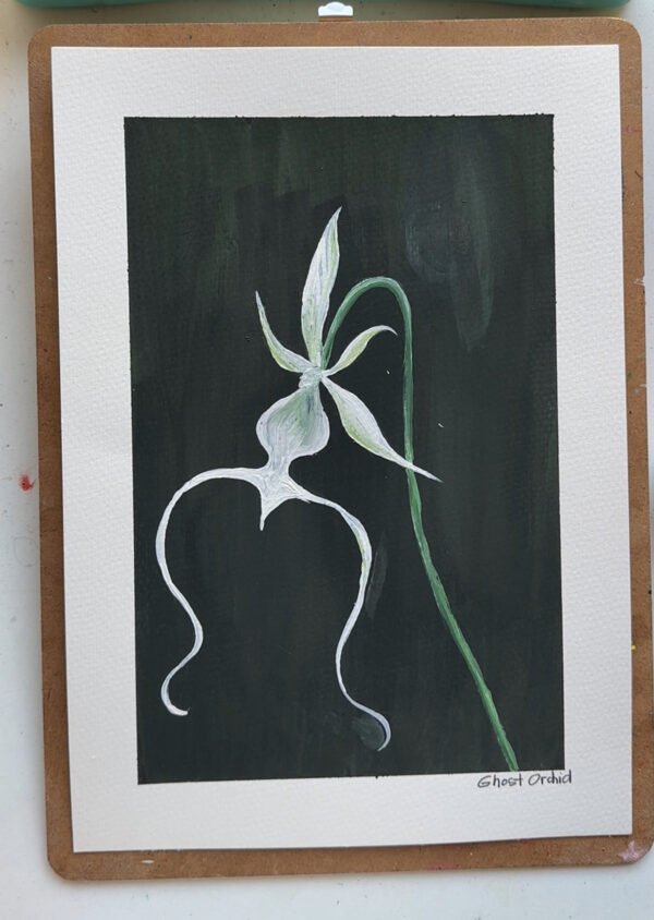 70 Ghost Orchid Ghost Orchid - Day 70