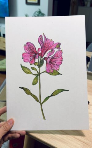 Lily of the Incas - Day 76