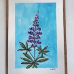 Lupine - Day 79